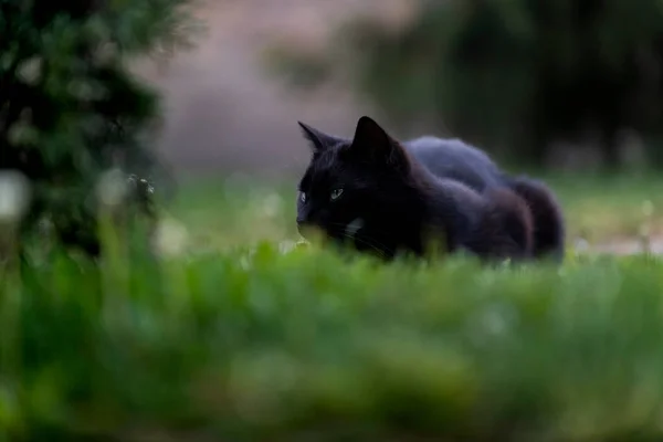 Czarny Kot Zielonymi Oczami Podwórku — Zdjęcie stockowe