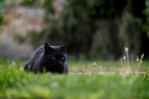 Zwarte Kat Met Groene Ogen Tuin — Stockfoto