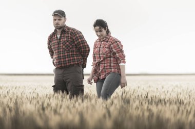 İlkbaharda ekilen buğdayı inceleyen genç çiftçiler 