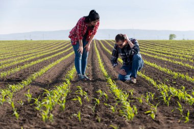 Genç çiftçiler baharda ekilen mısırları inceliyor.