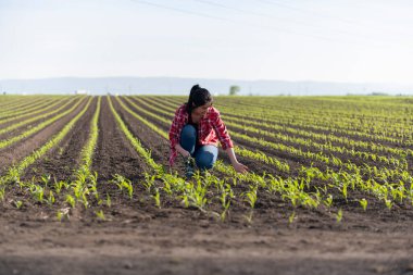 Mısır tarlalarında genç bir çiftçi kadın. Araştırmacılar mısır tarlasını inceliyor. 