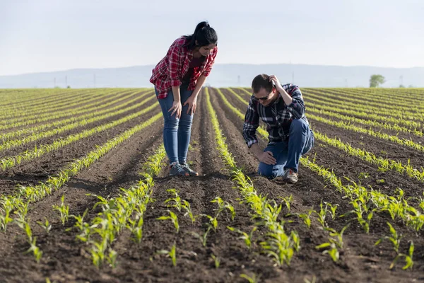 Petani Muda Keluar Menanam Jagung Muda Musim Semi — Stok Foto