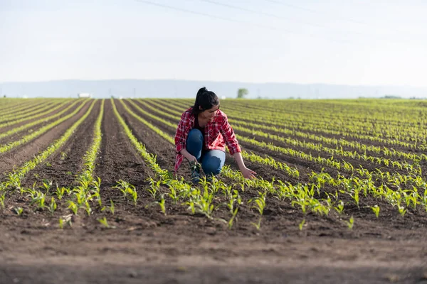 Petani Perempuan Muda Perkebunan Jagung Para Peneliti Memeriksa Ladang Jagung — Stok Foto