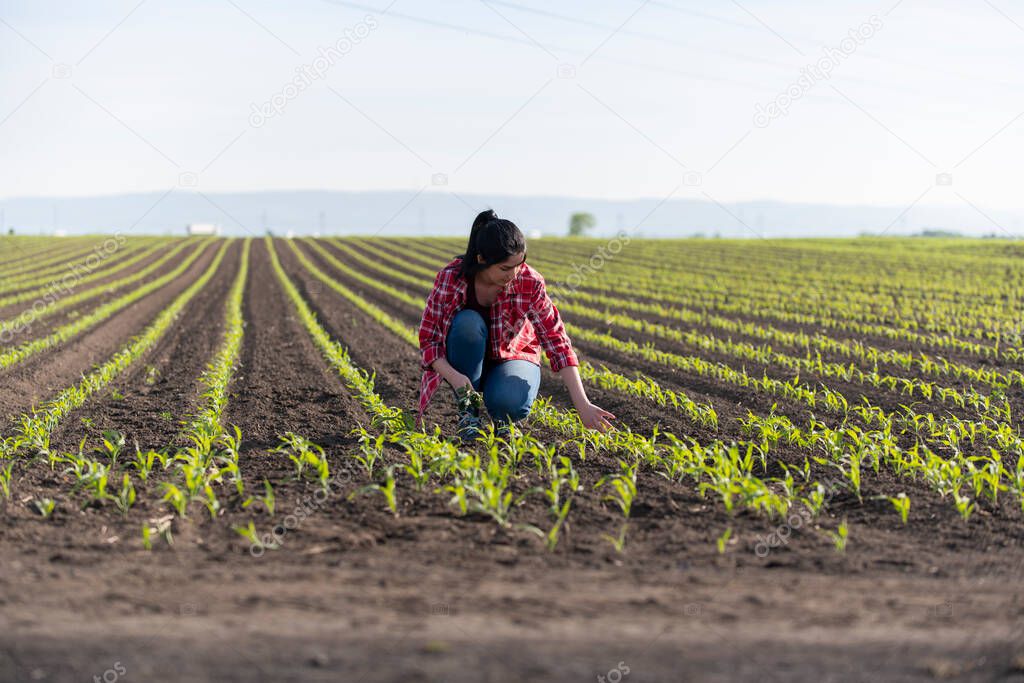 Young female farmer in the corn plantations,  researchers are examining  in the corn field 