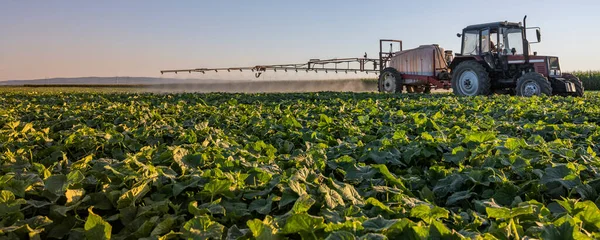 Трактор Розпилення Пестицидів Овочевому Полі Розпилювачем Влітку — стокове фото