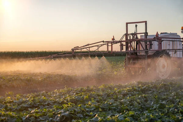 Трактор Розпилення Пестицидів Овочевому Полі Розпилювачем Влітку — стокове фото