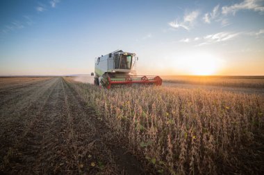 Soya tarlası ve soya fasulyesi hasadı.