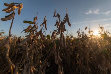 Yakından soya fasulyesi tarlasında olgunlaşmış fasulye.
