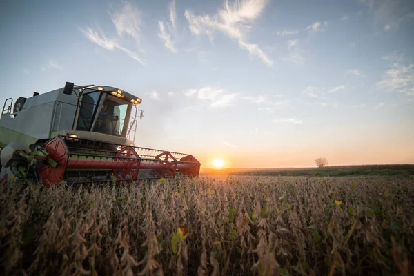 Raccolta Del Campo Soia Con Mietitrebbia — Foto Stock