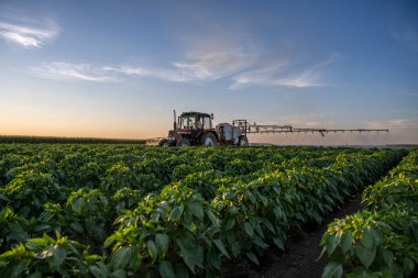 Traktör yazın sebze tarlasına böcek ilacı püskürtüyor.