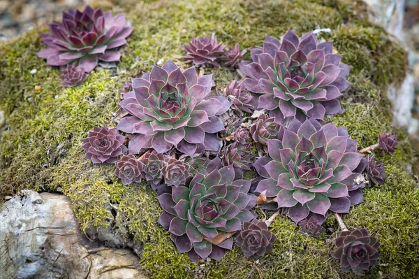 Sıradan bir ev hanımı. Sempervivum tectorum, tavuk ve civciv olarak da bilinir. Gruplar halinde
