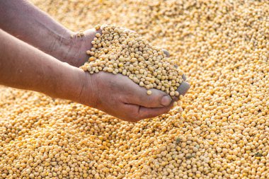 Çiftçinin ellerinde olgun soya fasulyesi tohumu 