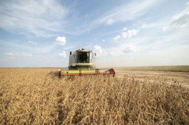 Soya tarlası ve soya fasulyesi hasadı.
