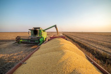 Hasattan sonra traktör römorkuna soya fasulyesi dökülüyor.