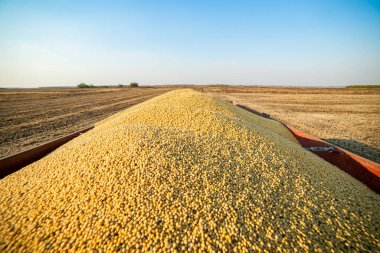 Eşik üstüne traktör römorkunda olgunlaşmış soya fasulyesi.
