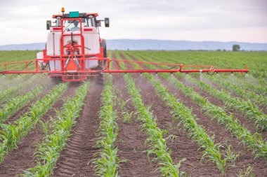 Traktör tarlada böcek ilacı kimyasallarıyla gübreleme yapıyor. 
