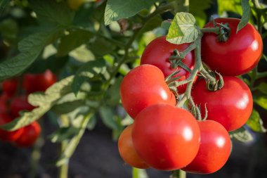 Serada olgun kırmızı domates