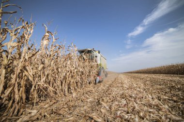Sonbaharın başlarında mısır tarlasının hasat edilmesi