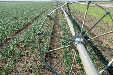 Sulama sistemli soğan tarlaları. Tarım Çiftliği 