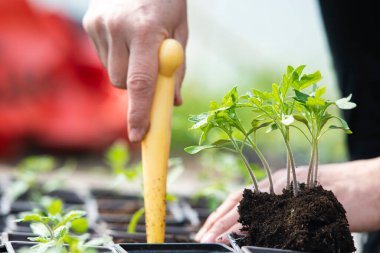 Growing and transplant tomato seedling in plastic pots with soil. Hands with young little plant  The theme of spring and agriculture
