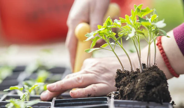 Growing Transplant Tomato Seedling Plastic Pots Soil Theme Spring Agriculture — Stok Foto