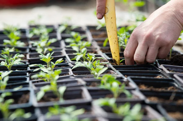 Growing Transplant Tomato Seedling Plastic Pots Soil Hands Young Little — Stok Foto