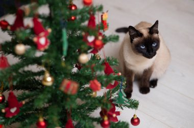 Siyam kedisi ve beyaz zeminde Noel ağacı 