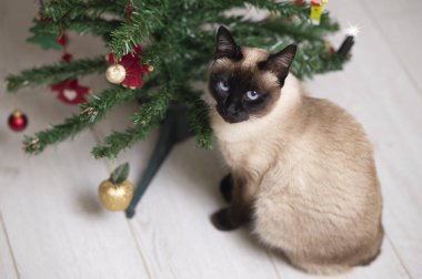 Siyam kedisi ve beyaz zeminde Noel ağacı