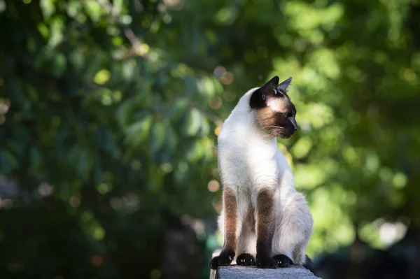 Siamese Cat Blue Eyes Sitting Fence Garden — Stock Photo, Image