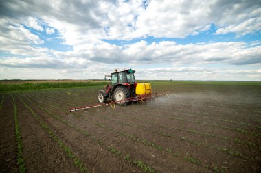 Fasulye tarlalarına böcek ilacı püskürten traktör.
