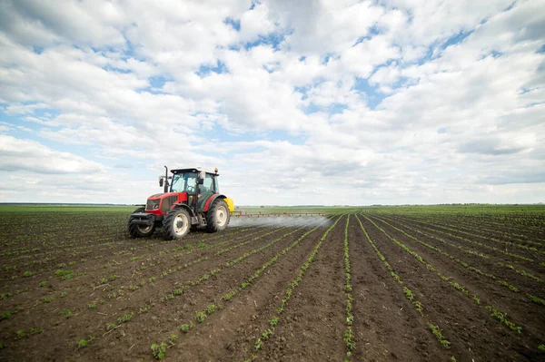 Fasulye tarlalarına böcek ilacı püskürten traktör.