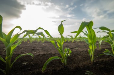 Tarlalarda genç yeşil mısır. Genç Mısır Bitkileri. Tarım