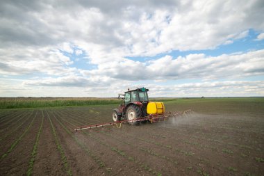 Fasulye tarlalarına böcek ilacı püskürten traktör.