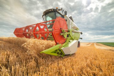 Bir çiftlikte hasatçı hasadı olgunlaşmış buğdayı birleştirin