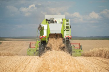Bir çiftlikte hasatçı hasadı olgunlaşmış buğdayı birleştirin