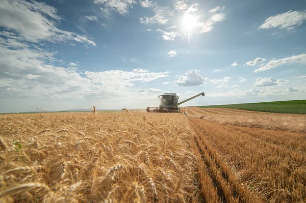 Урожай Комбайна Стиглої Пшениці Фермі — стокове фото