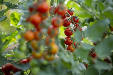 Serada yetişen güzel kırmızı kiraz domatesleri.
