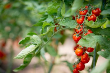 Serada yetişen güzel kırmızı kiraz domatesleri.
