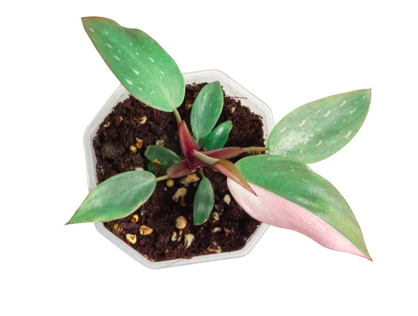 Philodendron Pembe Prenses beyaz arka plan.
