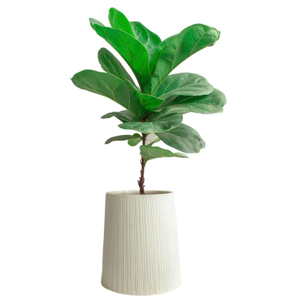 Beyaz arkaplanda keman yaprağı incir ağacı.