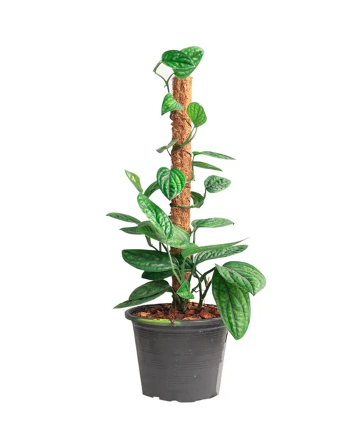 Monstera Karstenianum, beyaz arka planda büzüşmüş, yanardöner yapraklı ev bitkisi.