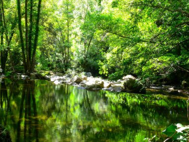 Portekiz 'de bir ormanda sakin ve şeffaf bir su.