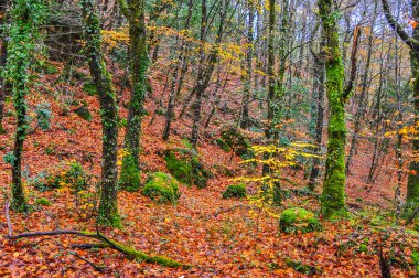 Sıcak sonbahar renklerine sahip manzara 