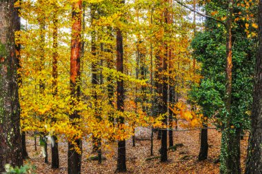Sıcak sonbahar renklerine sahip manzara 