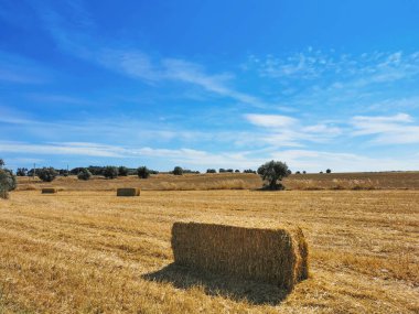 saman balyaları tarlada