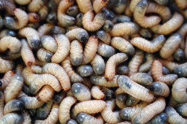 Yeşil-altın-böcek kuyumcu böceğinin beyaz larvaları. Beyaz kıvranan solucanlar. Böcek larvası Cetonia aurata. Korku filmlerindeki gibi bir sürü solucan.