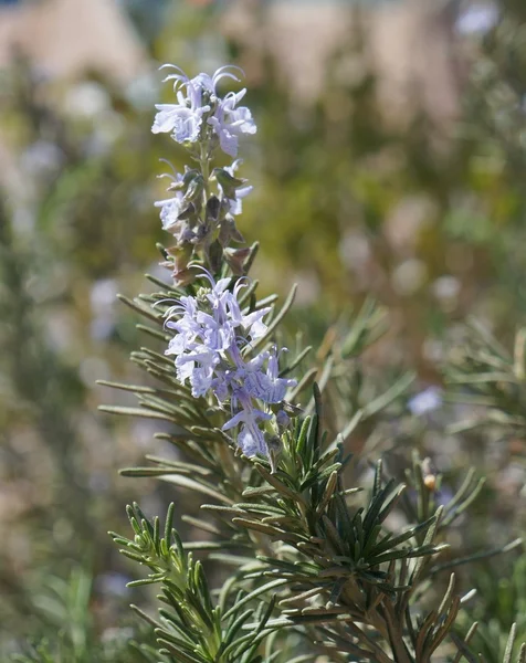 Rosmarin in voller Blüte — Stockfoto