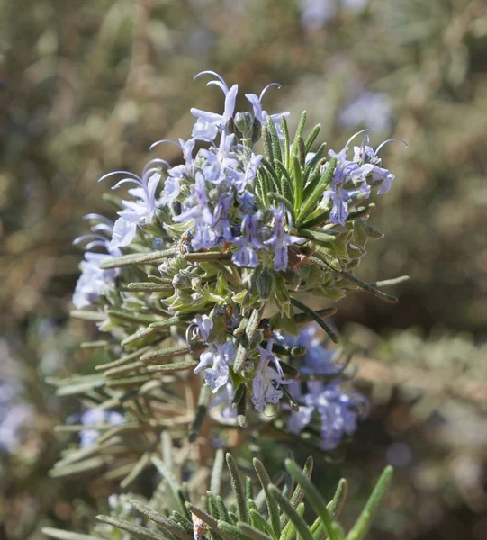 Rosmarin in voller Blüte — Stockfoto