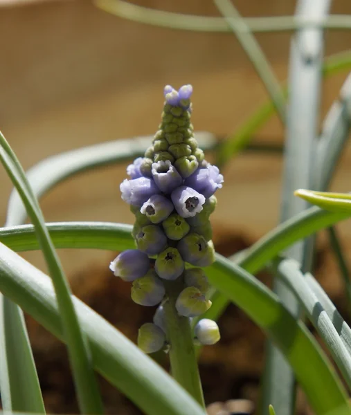 Muscari virágzik — Stock Fotó