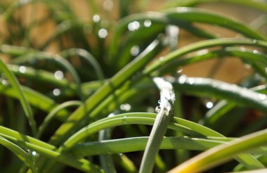 Bulanık arka plan ile yeşil çim damla